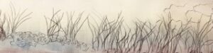 Pond Life